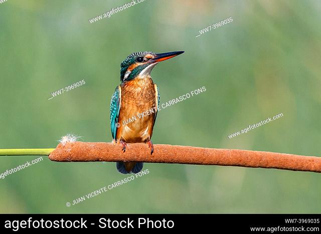Common kingfisher, Alcedo atthis, Comunidad valenciana, Spain