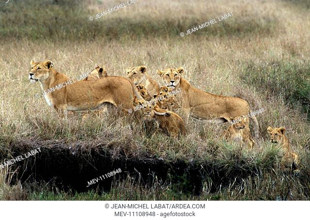 Lion lioness' with young pride