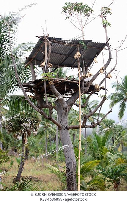Tree houses traditionally used as grain storage on Atauro Island  East Timor