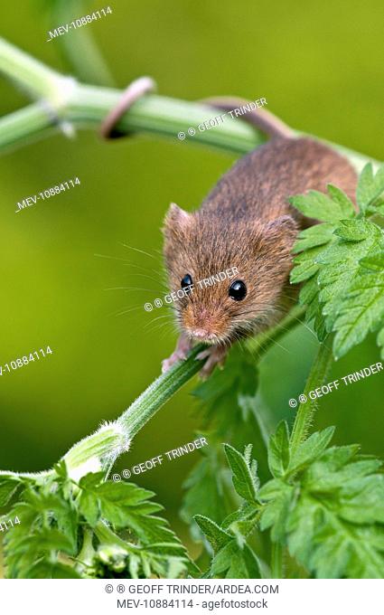 Harvest mouse - showing use of prehensile tail - on stem of cow parsley (micromys minutus). Lincolnshire - UK. taken under controlled conditions