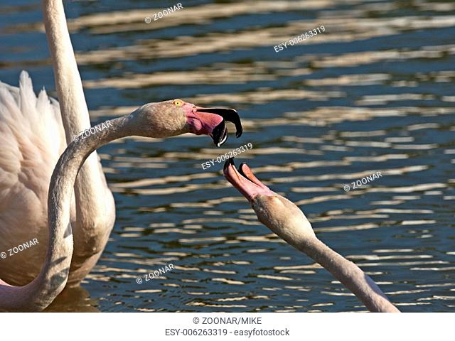 Fighting Greater Flamingos