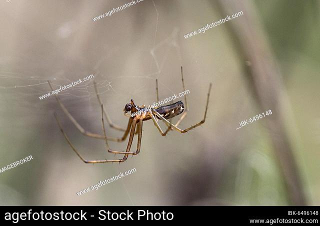 Male of the common canopy spider (Linyphia triangularis), Valais, Switzerland, Europe