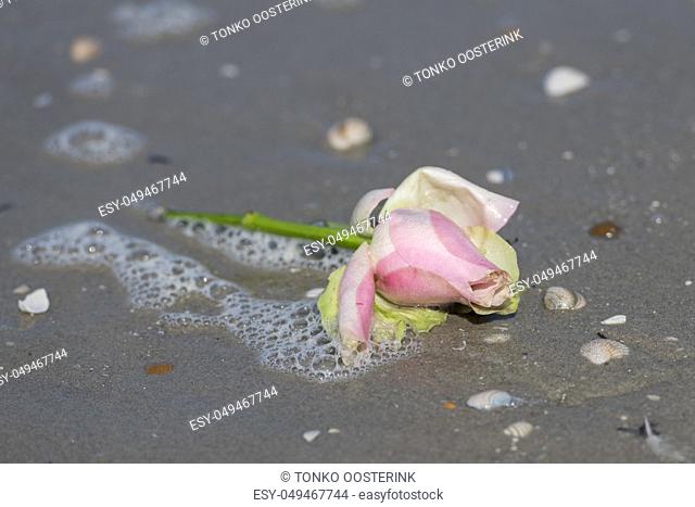 Pink rose in the surf of the sea in the sand on the beach