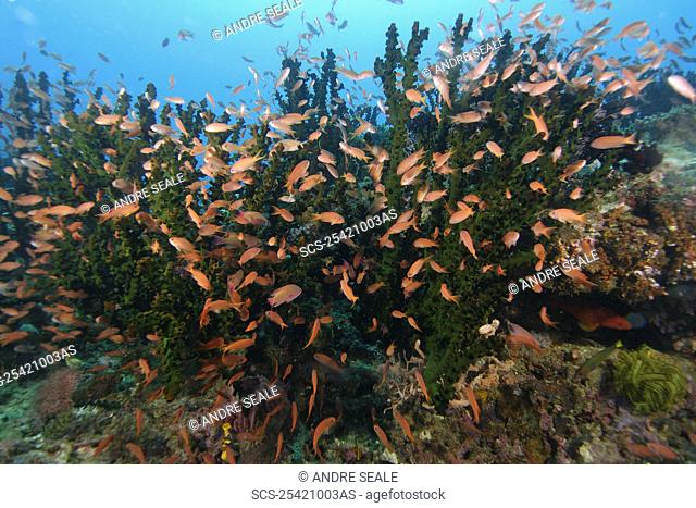 Thousands of scalefin anthias, Pseudanthias squamipinnis, hovering over green coral, Tubastrea micrantha, Puerto Galera, Mindoro, Philippines