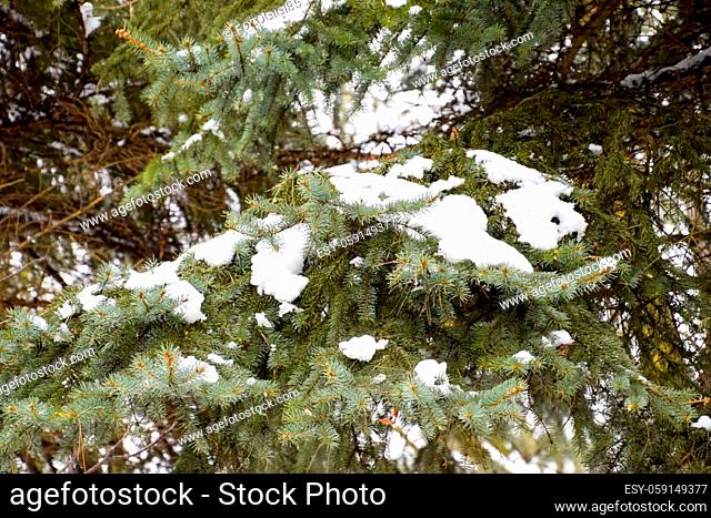 The branches were spruce, covered with snow. Winter in the taiga