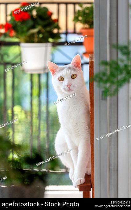 White domestic cat seating in the garden looking through the window