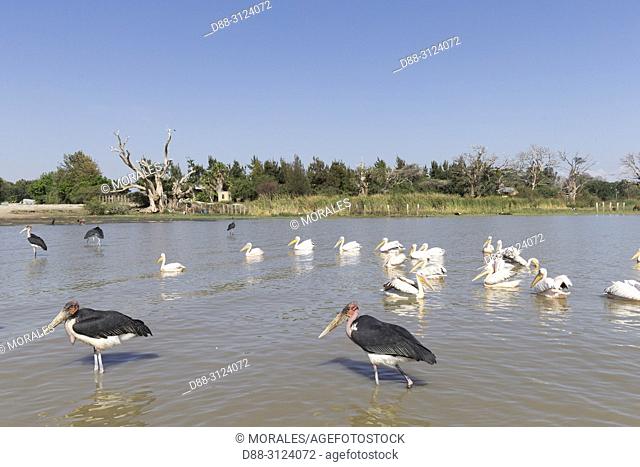 Africa, Ethiopia, Rift Valley, Ziway lake, Marabou stork (Leptoptilos crumenifer) and Great White pelican (Pelecanus onocrotalus) around fishermen boats
