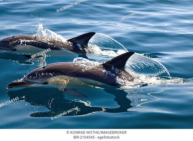Short-beaked Dolphins (Delphinus delphis) in the Atlantic, off Algarve, Portugal, Europe
