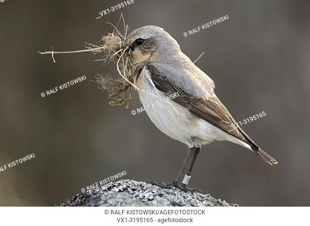 Northern Wheatear (Oenanthe oenanthe) carrying nesting material in its beak, perched on a rock