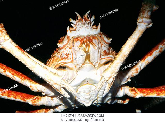 Giant Japanese Spider Crab (Macrocheira kaempferi). Northern Pacific Alaska