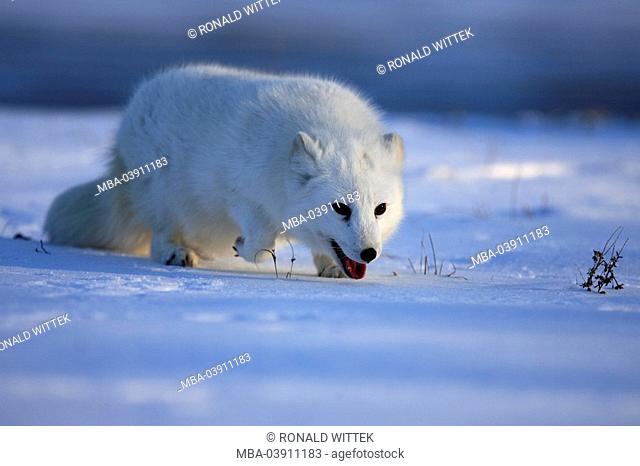 Ice-fox, polar-fox, Alopex lagopus