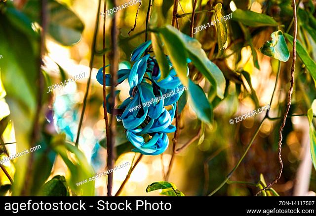 Strongylodon macrobotrys - Jade Vine flower
