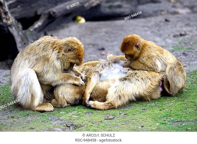 Barbary Monkeys (Macaca silvana)