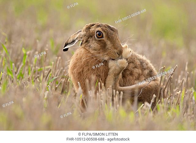 European Hare Lepus europaeus adult, grooming, sitting in stubble field, Norfolk, England, august