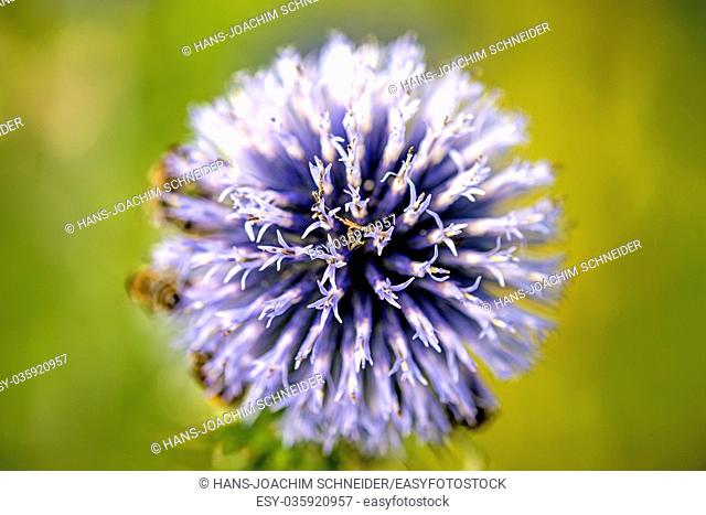 globe thistle with bees in Germany