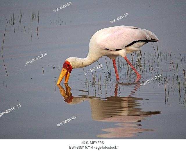 yellow-billed stork (Mycteria ibis), searching for food in water, Kenya, Lake Nakuru National Park
