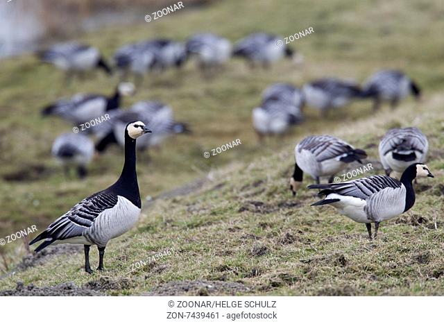 Barnacle Geese foraging on a meadow