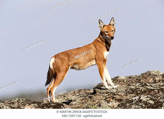 Ethiopian Wolf Canis simensis in the Bale Mountains National Park  The Ethiopian Wolf is the rarest of the wild dogs or wolves and strictly protected  The...