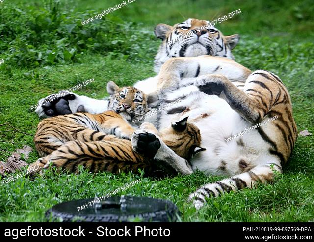 19 August 2021, North Rhine-Westphalia, Duisburg: The still nameless Siberian tiger cubs, around four months old, cuddle with their mother Dasha in the outdoor...