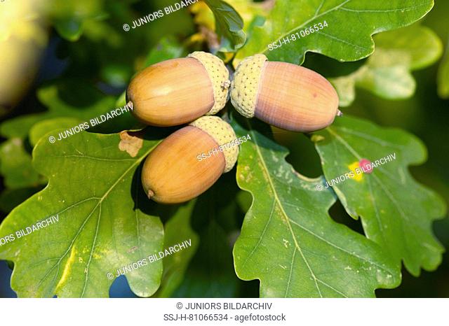 Common Oak, English Oak (Quercus robur). Ripe acorns on a twig. Germany