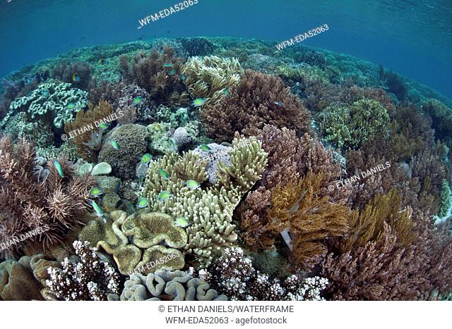 Corals buliding Reef Top, Acropora sp., Raja Ampat, West Papua, Indonesia