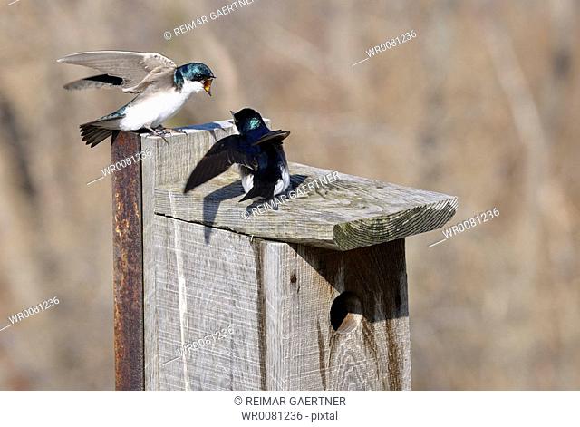 Flapping tree swallows at a spring nesting box at Toronto Leslie