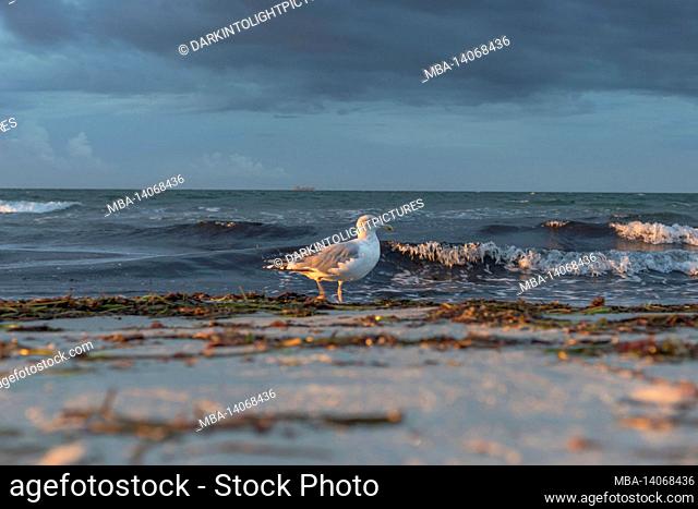 seagull in sunset on laboe beach, germany