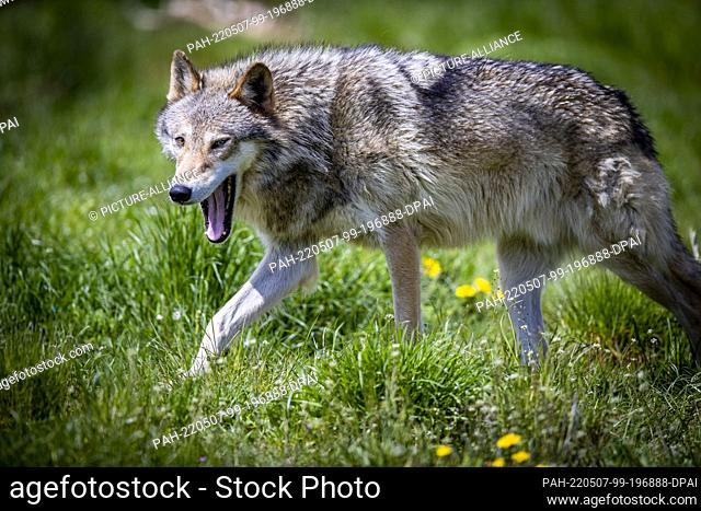 21 May 2021, Mecklenburg-Western Pomerania, Sternberg: A domesticated Timberwolf is out and about in its enclosure at Sternberger Burg Camel Farm