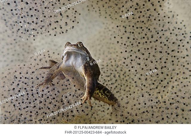 Common Frog Rana temporaria adult, underwater amongst spawn in garden pond, Bentley, Suffolk, England, may