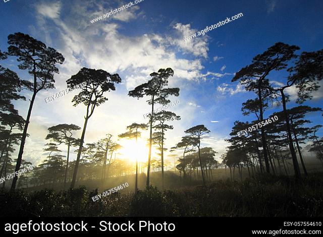 Sunlight on trees in the forest