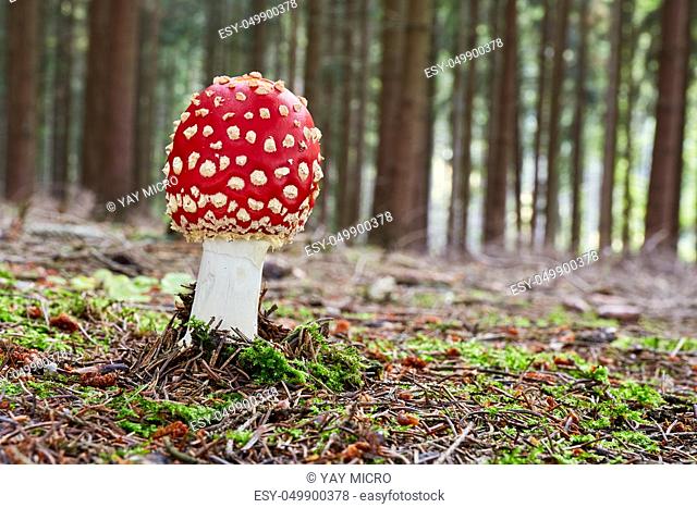 Amanita muscaria - inedible mushroom. Fungus in the natural environment. English: fly agaric, fly amanita