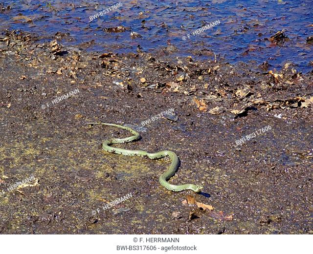 grass snake (Natrix natrix), winding through sludgy foliage at lakefront, Germany, Saxony