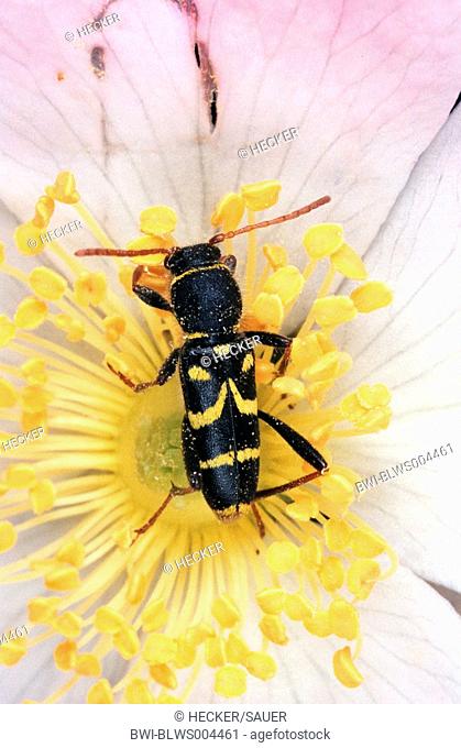 longhorn beetle, long-horned beetle Clytus rhamni, imago