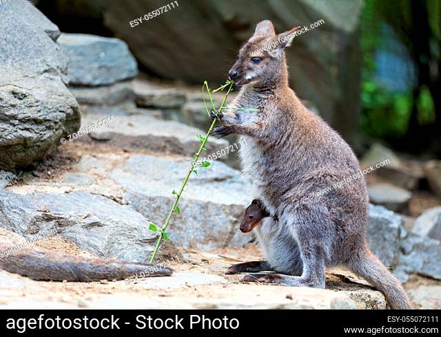 detail of female of red necked wallaby with baby in bag, cute australian kangaroo, wildlife