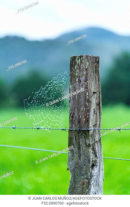 Drops of dew and spiderweb, Countryside in Matienzo, Ruesga Municipality, Cantabria, Spain, Europe