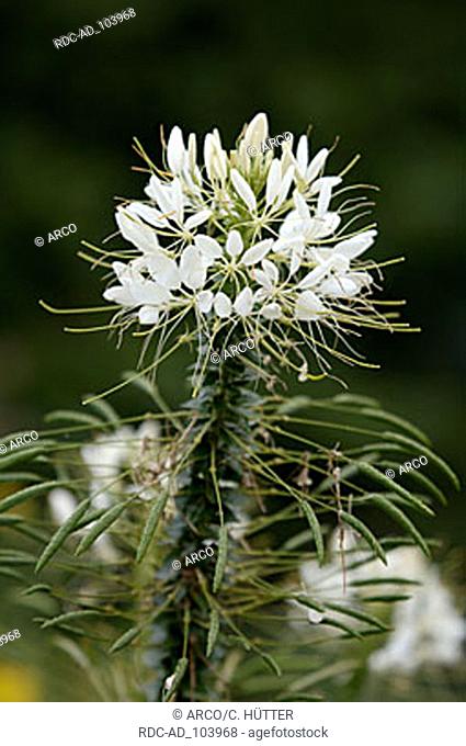Spider Flower 'Helen Campbell' Cleome spinosa Cleome hassleriana