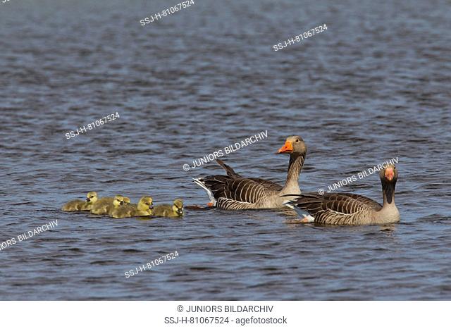 Greylag Goose (Anser anser). Parents with goslings on water. Germany