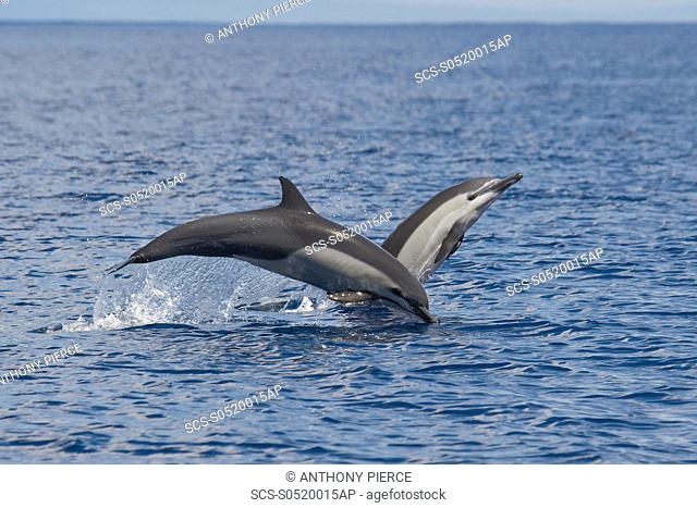 A pair of Short-beaked Common Dolphin, Delphinus delphis, porpoising, Costa Rica, Pacific Ocean