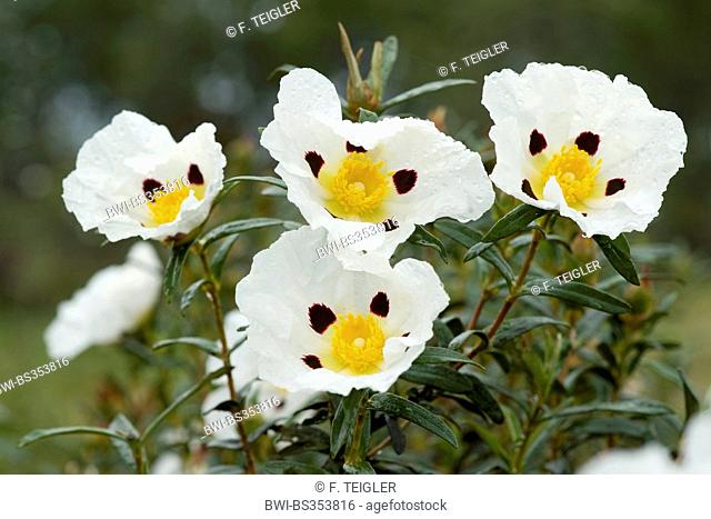 Gum Cistus, Gum Rockrose (Cistus ladanifer), flower, Portugal