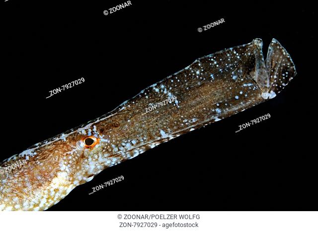 Syngnathus typle, Grasnadel, Seenadel, Broadnosed pipefish, Xwejni Bay, Gozo, Malta, Sued Europa, Mittelmeer, Mare Mediterraneum, South Europe
