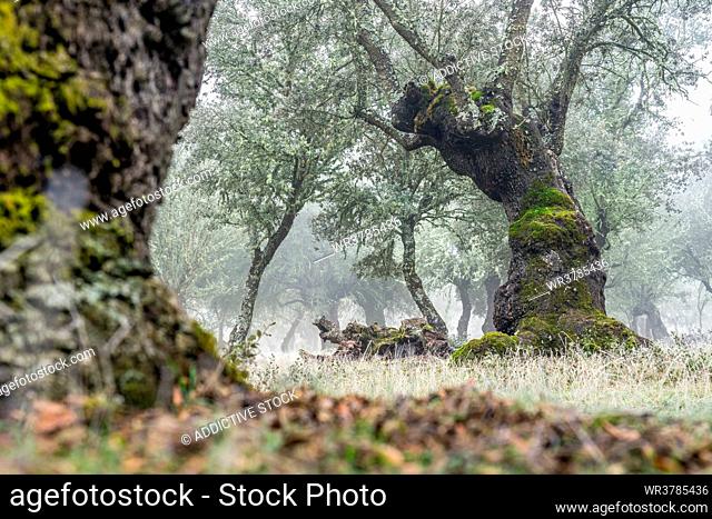 enchanted  , holm oak, oak forest
