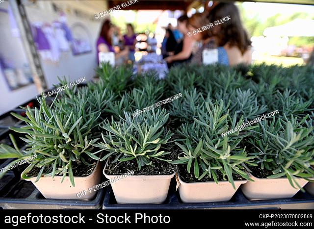 Open Day at the lavender growing and processing eco-farm in Strani, Uherske Hradiste Region, on July 8, 2023. Pictured are lavender seedlings