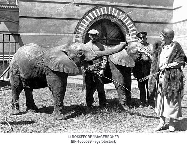 Historic photo, elephants in the zoo, ca. 1925