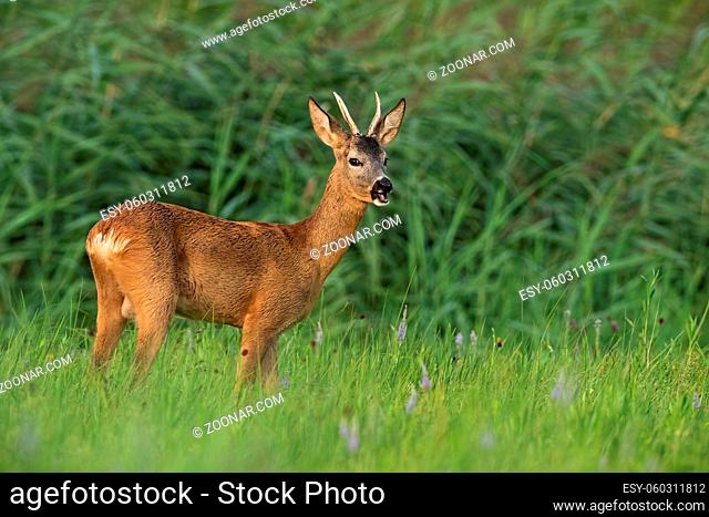 Roe deer, capreolus capreolus, standing on grassland in summertime nature. Roebuck chewing on pasture in summer. Wild brown animal grazing on green meadow