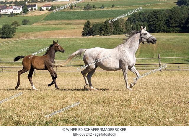 White mare and foal galloping through a meadow, Vulkaneifel, Germany, Europe