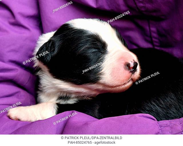 A nine days old Border Collie puppy, photographed in the arms of a girl in Mallnow, Germany, 21 October 2016. PHOTO: PATRICK PLEUL/dpa - NO WIRE SERVICE - |...