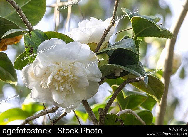 Camellia japonica 'Nobilissima' BEL 1836
