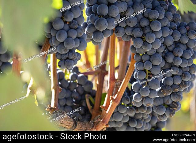 bunches of grapes, vineyards between Briones and San Asensio, La Rioja, Spain