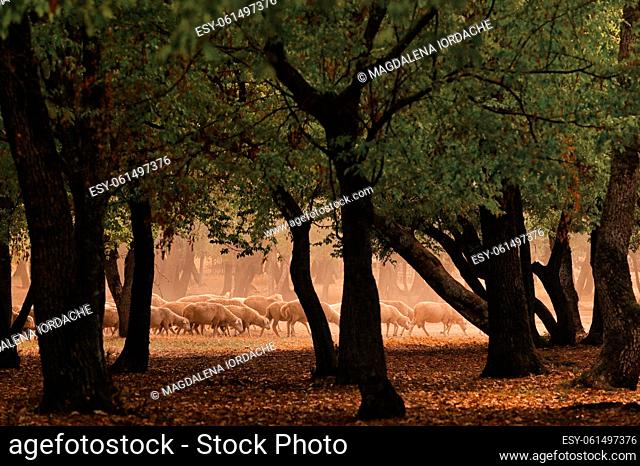 Sheeps on Road In Greci, Romania in Autumn Drought and Forest