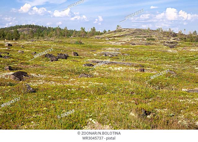 Russian tundra in summer